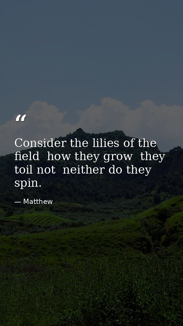 Consider the lilies of the field  how they grow  they toil not  neither do they spin. — Matthew