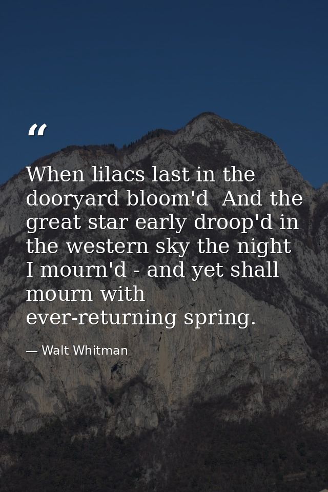 When lilacs last in the dooryard bloom'd  And the great star early droop'd in the western sky the night  I mourn'd - and — Walt Whitman