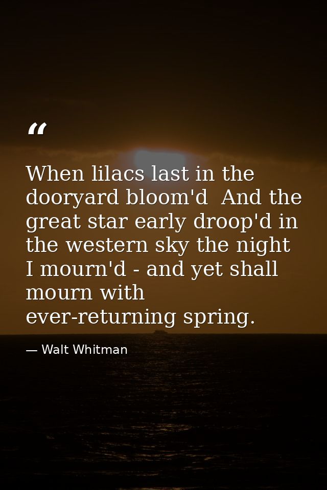 When lilacs last in the dooryard bloom'd  And the great star early droop'd in the western sky the night  I mourn'd - and — Walt Whitman