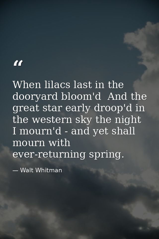 When lilacs last in the dooryard bloom'd  And the great star early droop'd in the western sky the night  I mourn'd - and — Walt Whitman