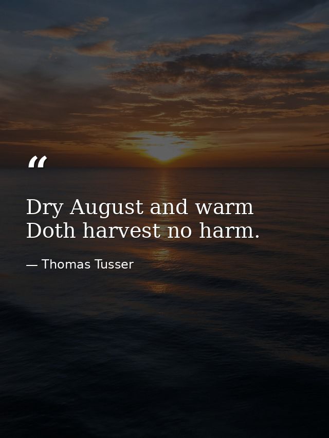 Dry August and warm  Doth harvest no harm. — Thomas Tusser