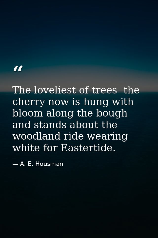 The loveliest of trees  the cherry now is hung with bloom along the bough  and stands about the woodland ride wearing wh — A. E. Housman