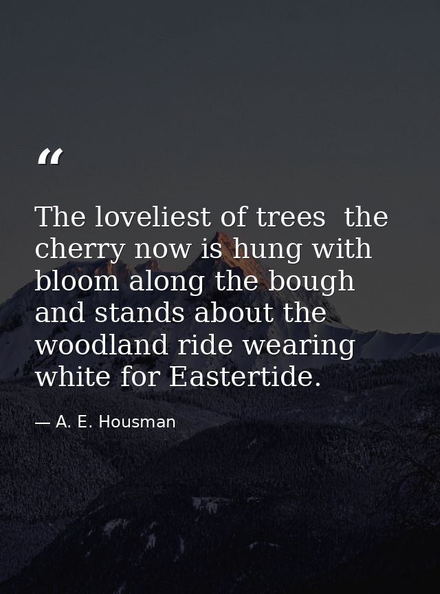 The loveliest of trees  the cherry now is hung with bloom along the bough  and stands about the woodland ride wearing wh — A. E. Housman