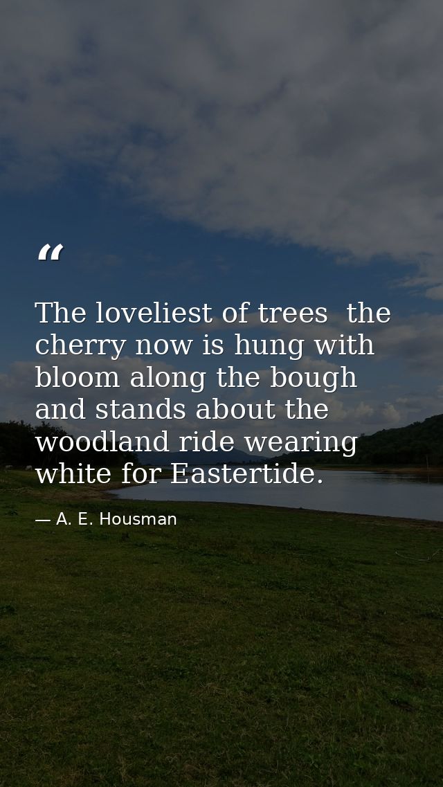 The loveliest of trees  the cherry now is hung with bloom along the bough  and stands about the woodland ride wearing wh — A. E. Housman
