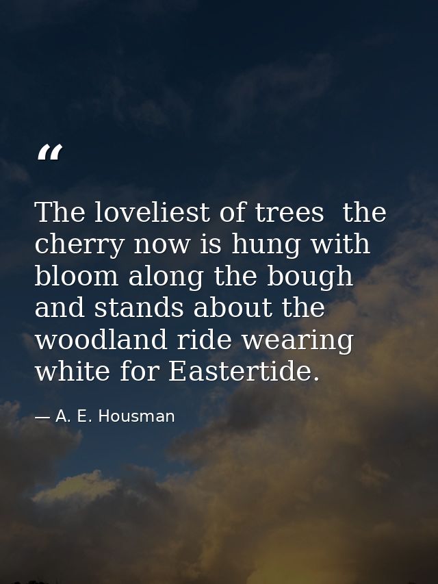 The loveliest of trees  the cherry now is hung with bloom along the bough  and stands about the woodland ride wearing wh — A. E. Housman