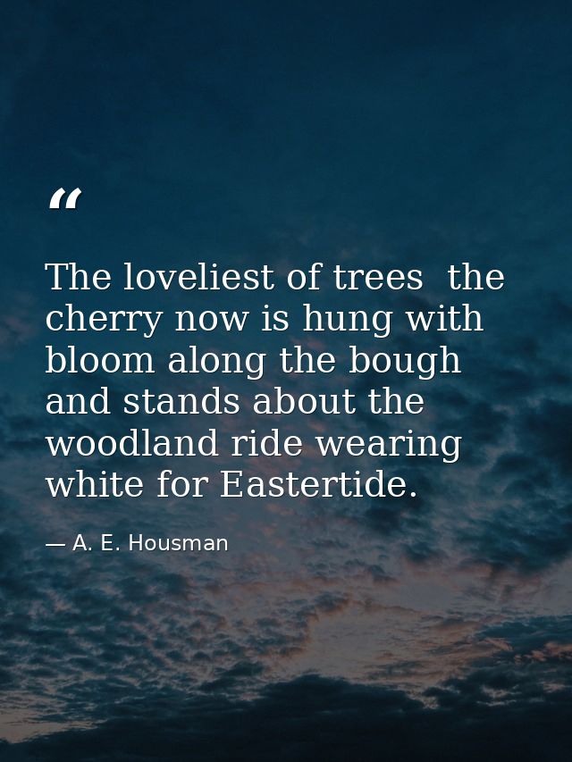 The loveliest of trees  the cherry now is hung with bloom along the bough  and stands about the woodland ride wearing wh — A. E. Housman