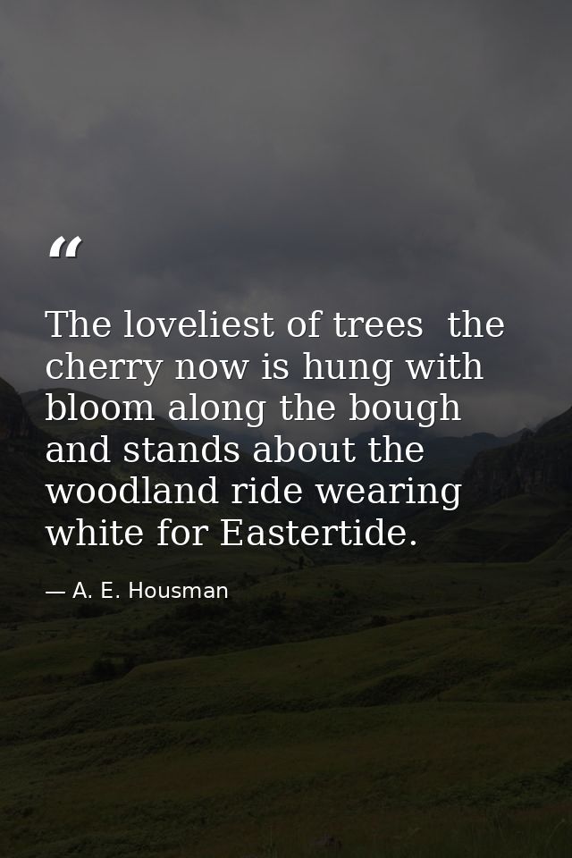 The loveliest of trees  the cherry now is hung with bloom along the bough  and stands about the woodland ride wearing wh — A. E. Housman