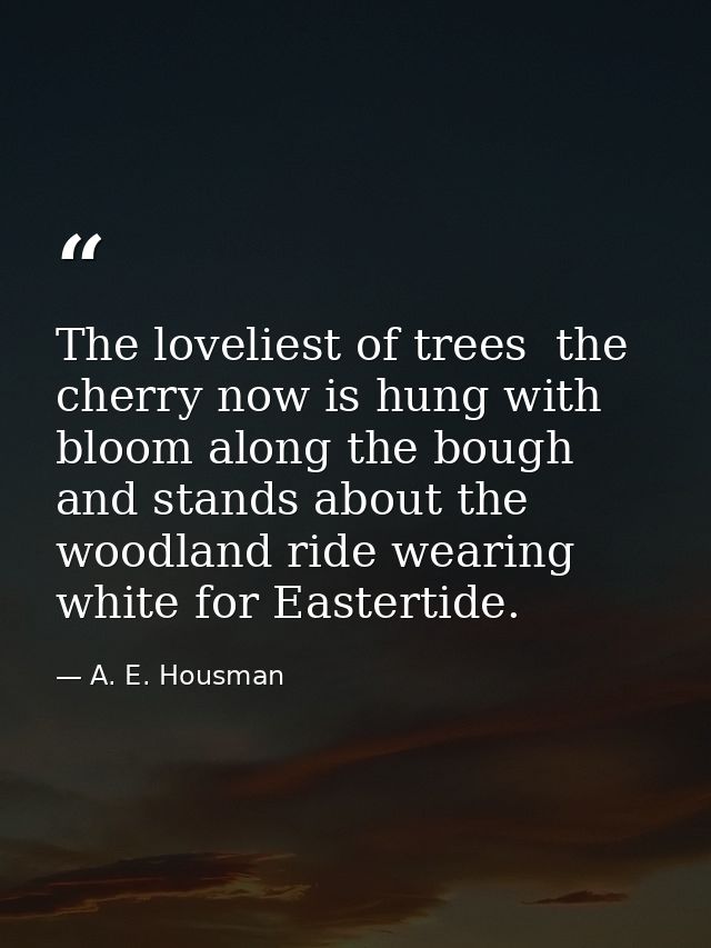 The loveliest of trees  the cherry now is hung with bloom along the bough  and stands about the woodland ride wearing wh — A. E. Housman