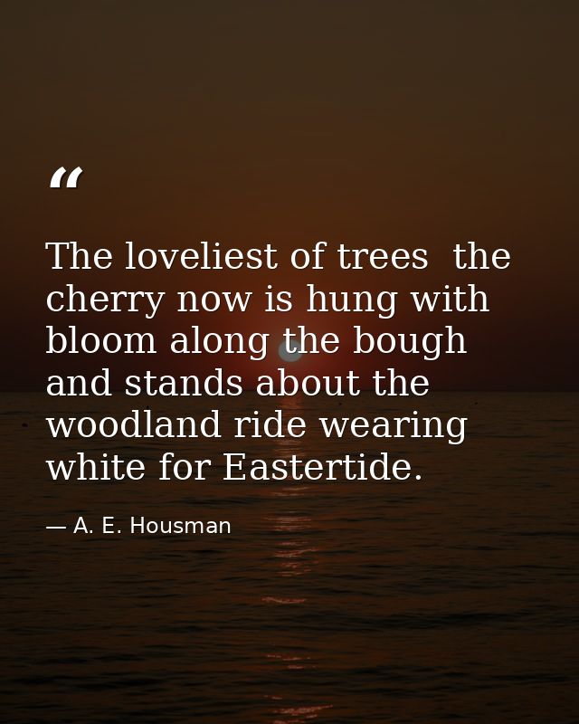 The loveliest of trees  the cherry now is hung with bloom along the bough  and stands about the woodland ride wearing wh — A. E. Housman