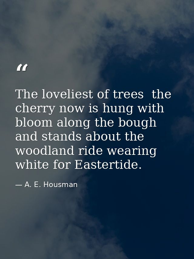 The loveliest of trees  the cherry now is hung with bloom along the bough  and stands about the woodland ride wearing wh — A. E. Housman