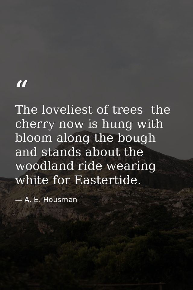 The loveliest of trees  the cherry now is hung with bloom along the bough  and stands about the woodland ride wearing wh — A. E. Housman