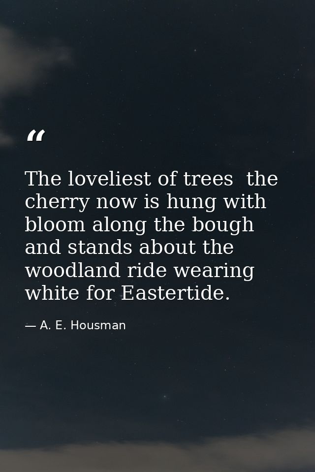 The loveliest of trees  the cherry now is hung with bloom along the bough  and stands about the woodland ride wearing wh — A. E. Housman