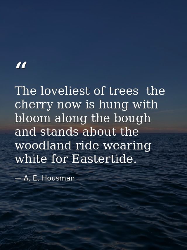 The loveliest of trees  the cherry now is hung with bloom along the bough  and stands about the woodland ride wearing wh — A. E. Housman