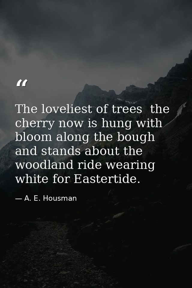 The loveliest of trees  the cherry now is hung with bloom along the bough  and stands about the woodland ride wearing wh — A. E. Housman