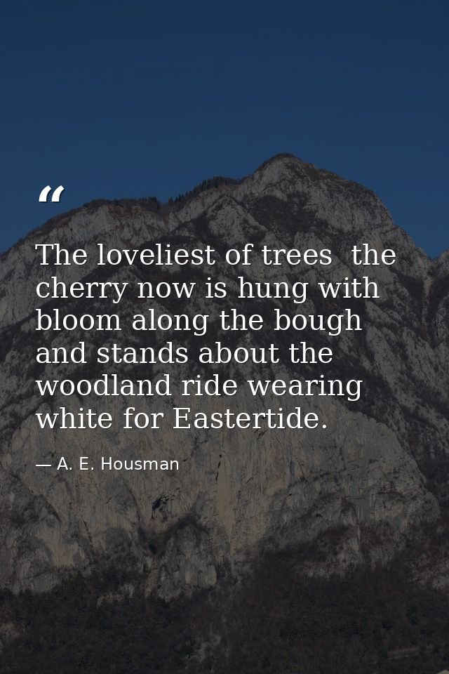 The loveliest of trees  the cherry now is hung with bloom along the bough  and stands about the woodland ride wearing wh — A. E. Housman