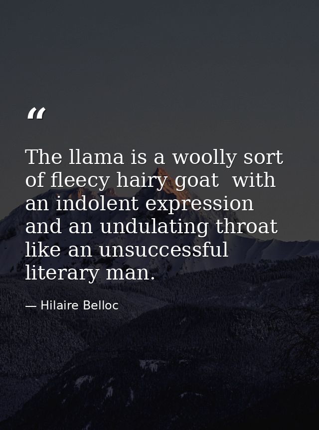 The llama is a woolly sort of fleecy hairy goat  with an indolent expression and an undulating throat like an unsuccessf — Hilaire Belloc