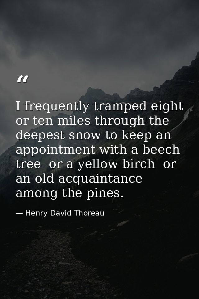 I frequently tramped eight or ten miles through the deepest snow to keep an appointment with a beech tree  or a yellow b — Henry David Thoreau
