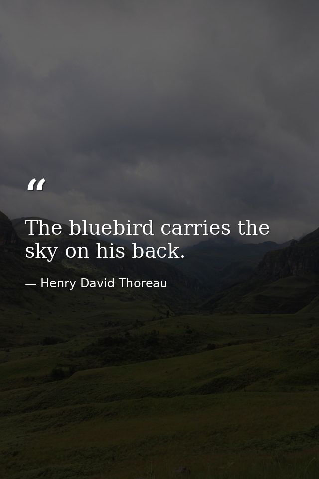 The bluebird carries the sky on his back. — Henry David Thoreau