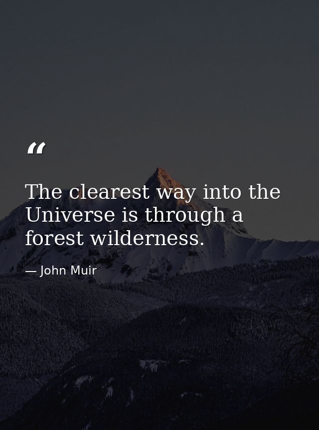 The clearest way into the Universe is through a forest wilderness. — John Muir