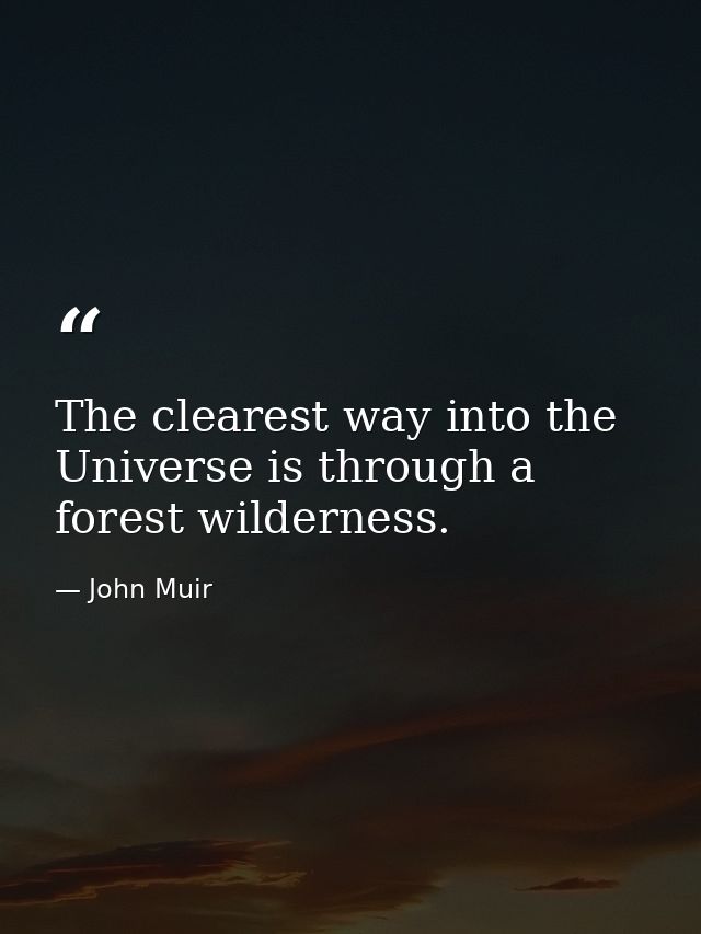 The clearest way into the Universe is through a forest wilderness. — John Muir