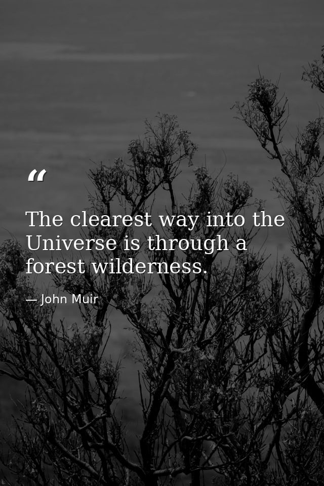 The clearest way into the Universe is through a forest wilderness. — John Muir