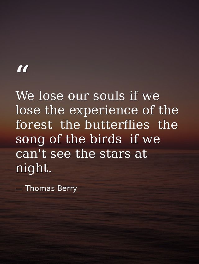 We lose our souls if we lose the experience of the forest  the butterflies  the song of the birds  if we can't see the s — Thomas Berry