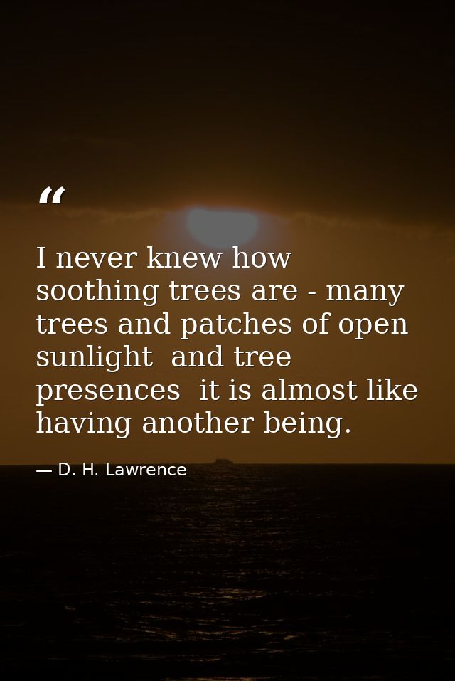 I never knew how soothing trees are - many trees and patches of open sunlight  and tree presences  it is almost like hav — D. H. Lawrence