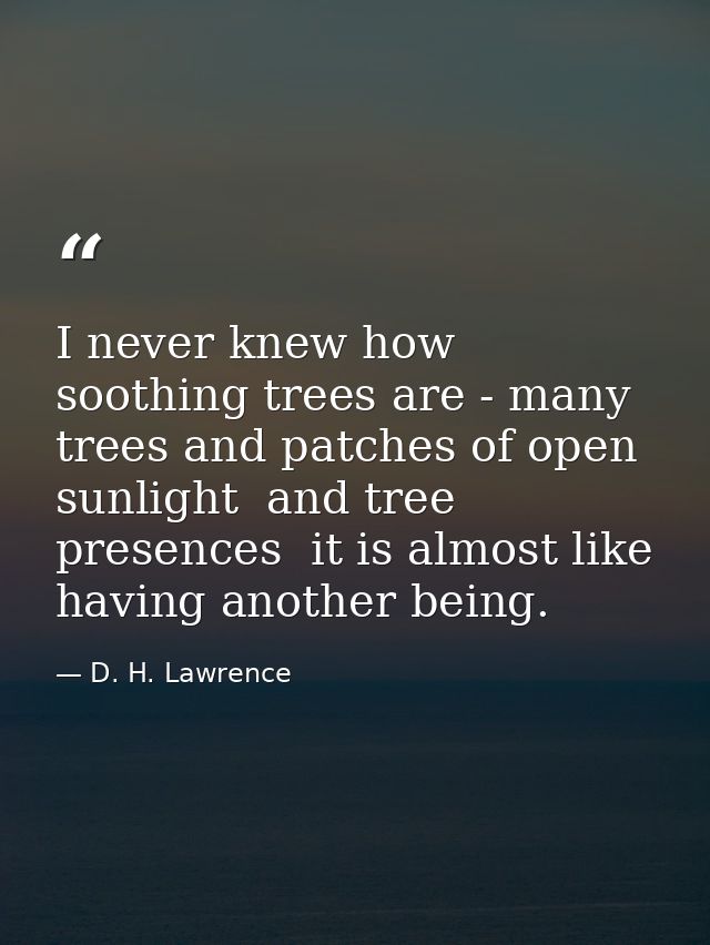 I never knew how soothing trees are - many trees and patches of open sunlight  and tree presences  it is almost like hav — D. H. Lawrence