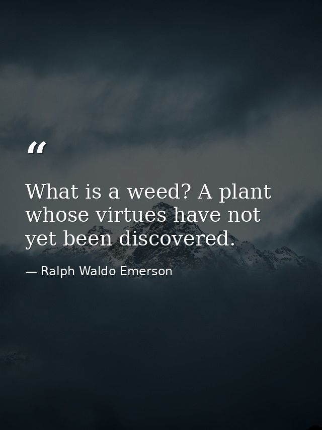 What is a weed? A plant whose virtues have not yet been discovered. — Ralph Waldo Emerson