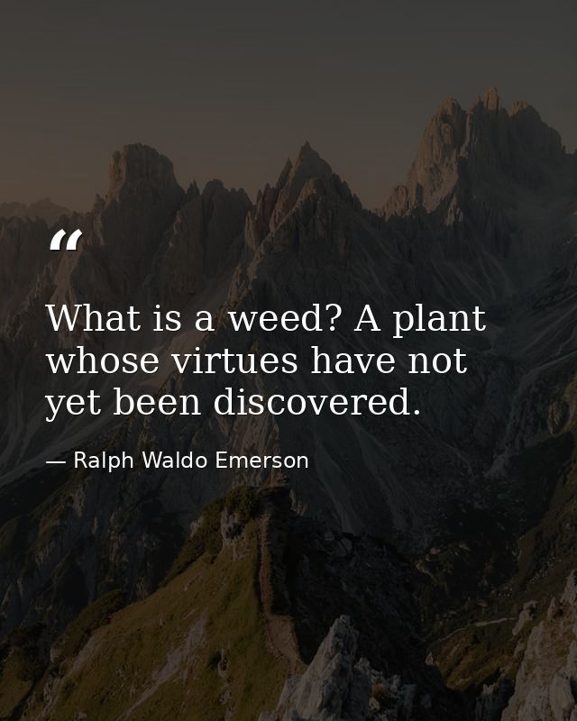 What is a weed? A plant whose virtues have not yet been discovered. — Ralph Waldo Emerson