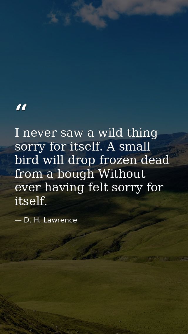 I never saw a wild thing sorry for itself. A small bird will drop frozen dead from a bough Without ever having felt sorr — D. H. Lawrence