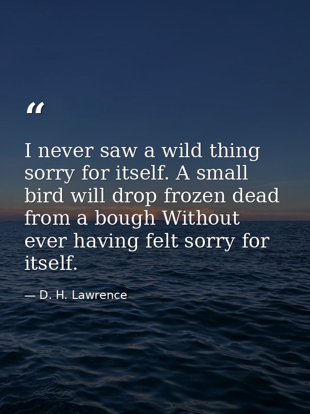 I never saw a wild thing sorry for itself. A small bird will drop frozen dead from a bough Without ever having felt sorr — D. H. Lawrence