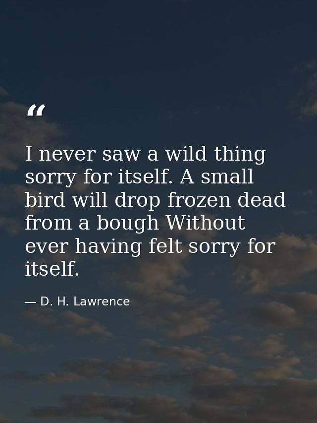 I never saw a wild thing sorry for itself. A small bird will drop frozen dead from a bough Without ever having felt sorr — D. H. Lawrence