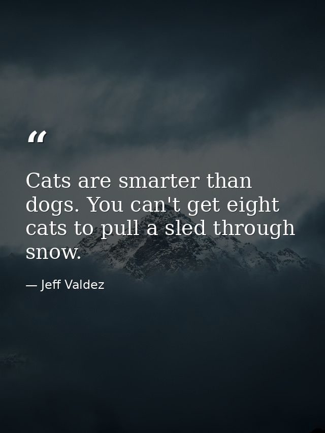 Cats are smarter than dogs. You can't get eight cats to pull a sled through snow. — Jeff Valdez