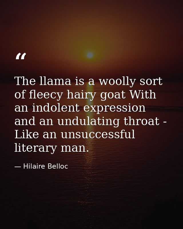 The llama is a woolly sort of fleecy hairy goat With an indolent expression and an undulating throat - Like an unsuccess — Hilaire Belloc