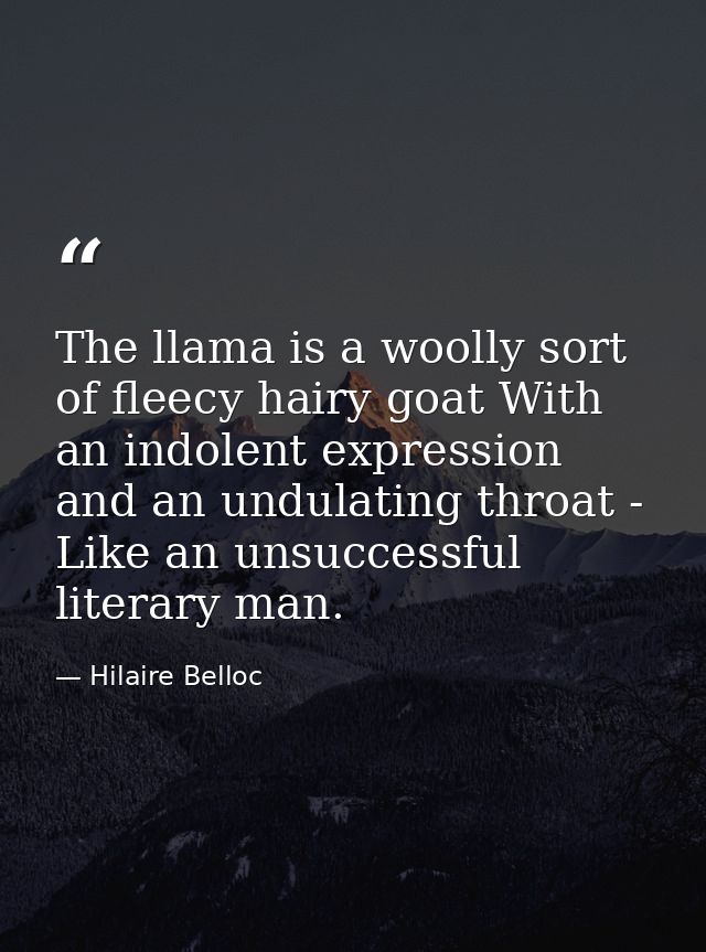 The llama is a woolly sort of fleecy hairy goat With an indolent expression and an undulating throat - Like an unsuccess — Hilaire Belloc