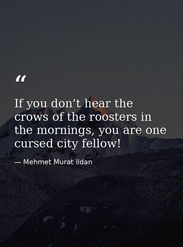 If you don’t hear the crows of the roosters in the mornings, you are one cursed city fellow! — Mehmet Murat ildan