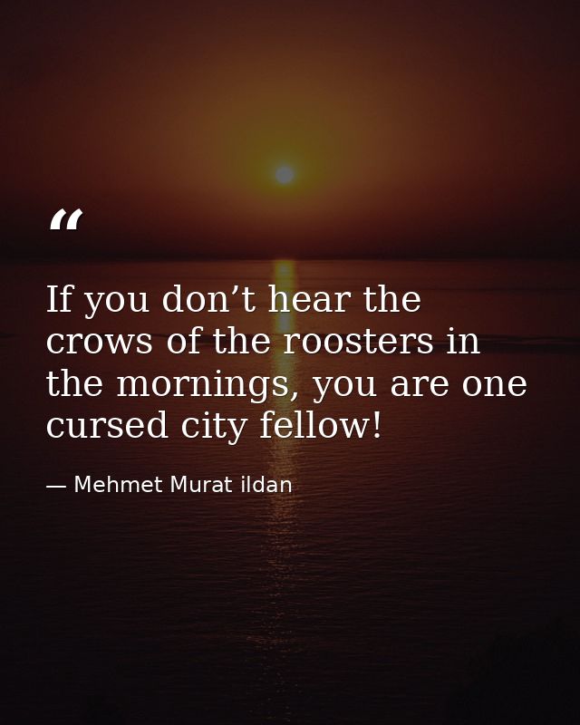 If you don’t hear the crows of the roosters in the mornings, you are one cursed city fellow! — Mehmet Murat ildan