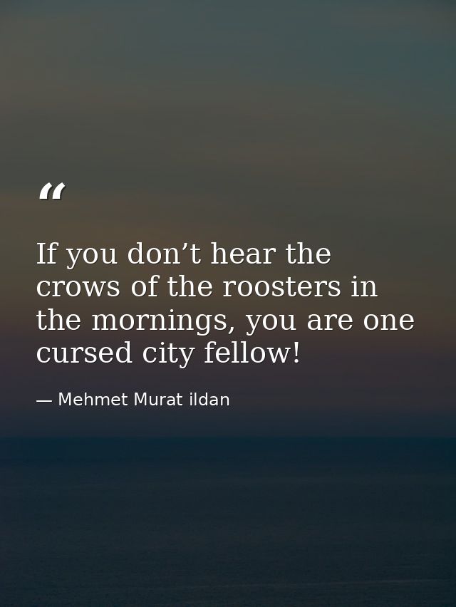 If you don’t hear the crows of the roosters in the mornings, you are one cursed city fellow! — Mehmet Murat ildan