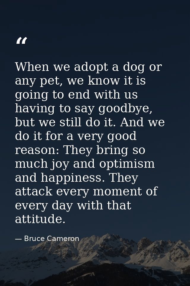 When we adopt a dog or any pet, we know it is going to end with us having to say goodbye, but we still do it. And we do  — Bruce Cameron