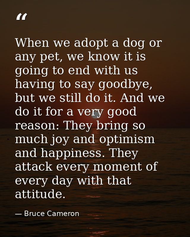 When we adopt a dog or any pet, we know it is going to end with us having to say goodbye, but we still do it. And we do  — Bruce Cameron