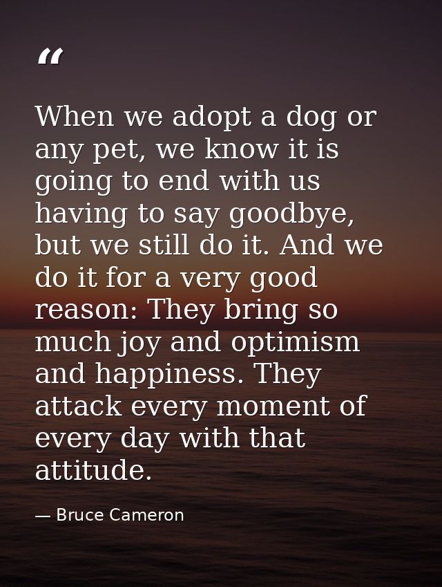 When we adopt a dog or any pet, we know it is going to end with us having to say goodbye, but we still do it. And we do  — Bruce Cameron