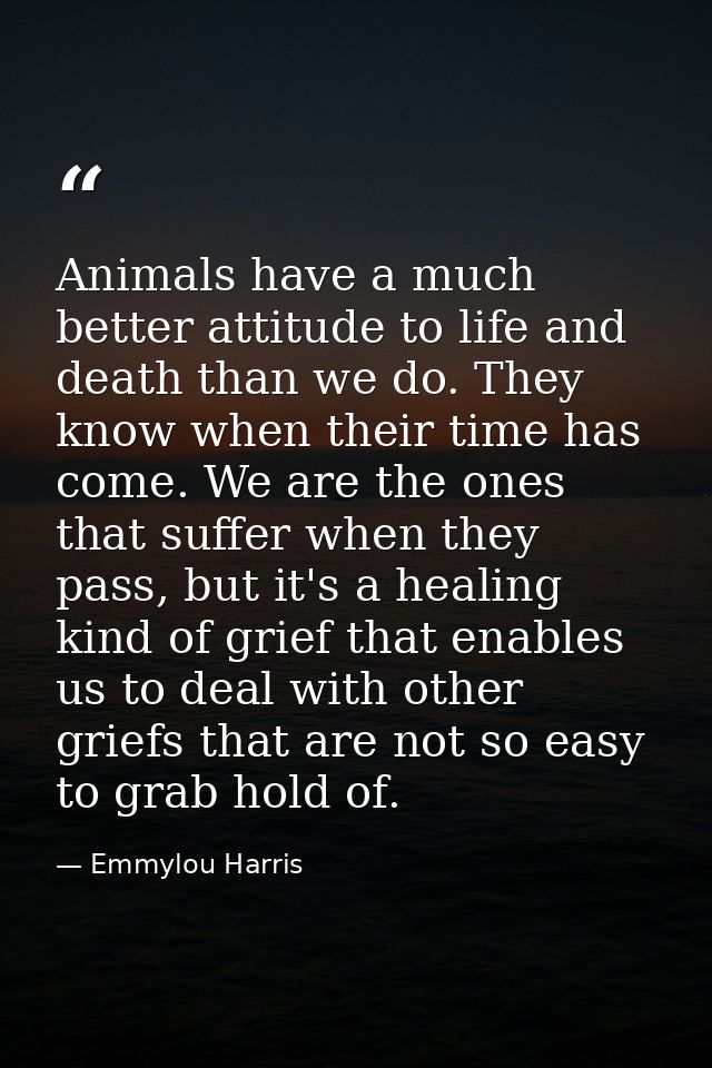 Animals have a much better attitude to life and death than we do. They know when their time has come. We are the ones th — Emmylou Harris