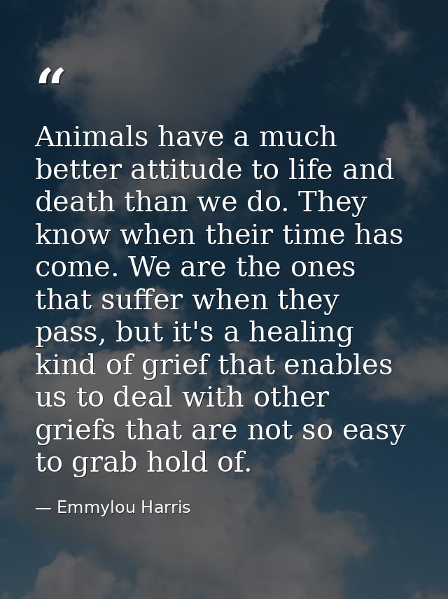 Animals have a much better attitude to life and death than we do. They know when their time has come. We are the ones th — Emmylou Harris