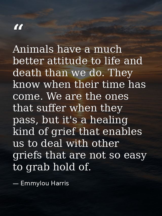 Animals have a much better attitude to life and death than we do. They know when their time has come. We are the ones th — Emmylou Harris