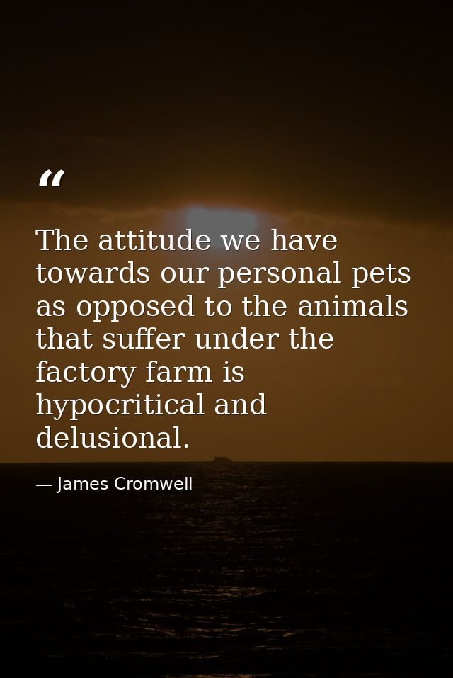 The attitude we have towards our personal pets as opposed to the animals that suffer under the factory farm is hypocriti — James Cromwell