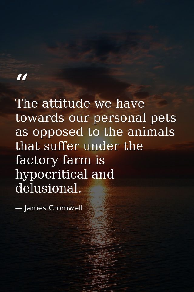 The attitude we have towards our personal pets as opposed to the animals that suffer under the factory farm is hypocriti — James Cromwell
