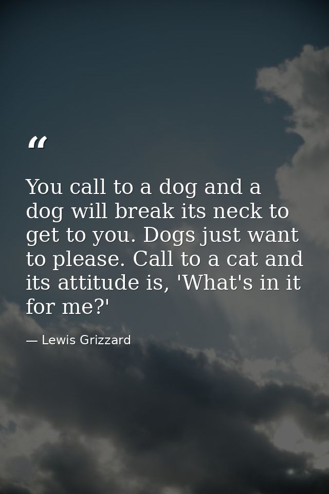 You call to a dog and a dog will break its neck to get to you. Dogs just want to please. Call to a cat and its attitude  — Lewis Grizzard