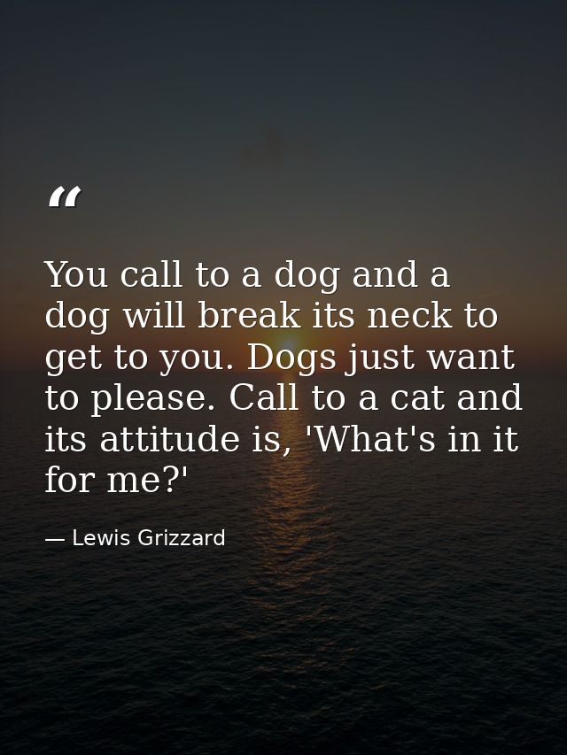You call to a dog and a dog will break its neck to get to you. Dogs just want to please. Call to a cat and its attitude  — Lewis Grizzard