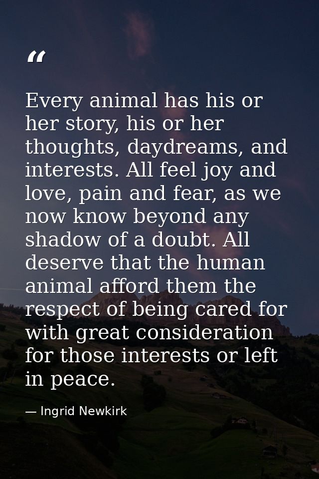 Every animal has his or her story, his or her thoughts, daydreams, and interests. All feel joy and love, pain and fear,  — Ingrid Newkirk
